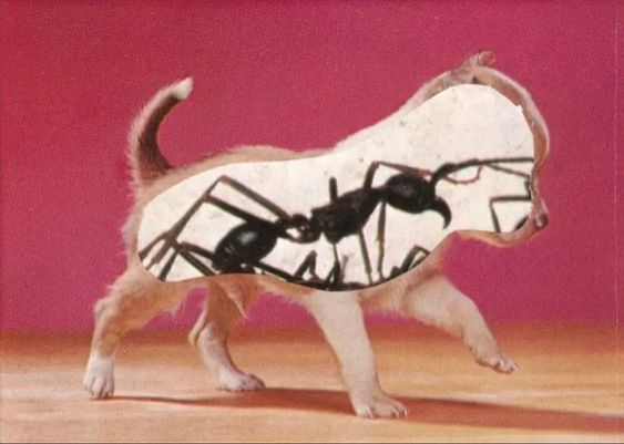 a picture of a chihuahua puppy mid stride, with the center of the shape cut out and replaced with a picture of an ant in a similar stride